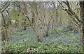 Bluebells in Round Copse