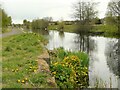 Marsh marigolds, Forth and Clyde Canal