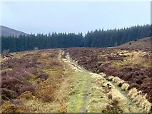 SJ0939 : Approaching Cynwyd Forest by John H Darch