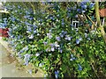 Blue bush on Gurney Drive, Hampstead Garden Suburb