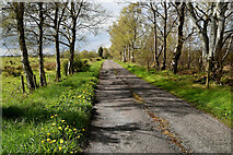 H5170 : Dandelions along Deroar Road by Kenneth  Allen