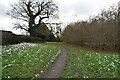 Footpath to Cranbrook