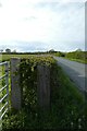 Hedgerow along Moor Lane