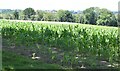 TQ3828 : Field of Maize by N Chadwick