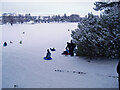 Sledging in Grant Park