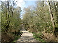 TQ4726 : Path on the edge of Ashdown Forest by Marathon
