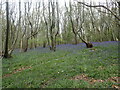 Bluebells in Wyatt Wood