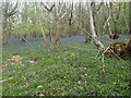 Bluebells in Wyatt Wood