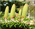 NJ3457 : Young Fir Cones by Anne Burgess