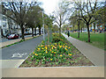 Tulips in Victoria Gardens