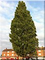 Lombardy Poplar, Everdon Road