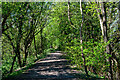 Path by the River Ely