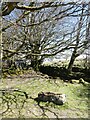 Granite trough at Moorhayes, near Hound Tor, Dartmoor