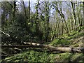 Fallen tree in Bagley Wood