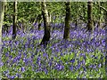 Bluebells in Radley Large Wood