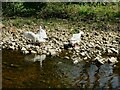 White geese on the Ryburn at Sowerby Bridge