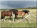 Horses next to The Wealdway