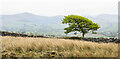 NY0421 : Lone tree beyond dry stone wall by Trevor Littlewood