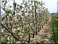 Apple orchards in early May