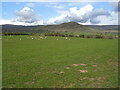 NY6825 : Sheep grazing, Marton Park by JThomas