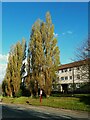 Poplars alongside Leeds and Bradford Road