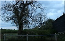 TL4355 : Tree by Grantchester Road by David Howard