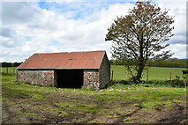 H5371 : Shed and tree, Bancran by Kenneth  Allen