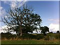 Blasted oak tree, Fillongley