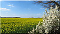 Oil seed rape field & may blossom south of Roden, Shropshire