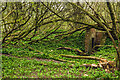 SP0313 : WWII Gloucestershire: RAF Chedworth - WAAF site - Air Raid Shelter (1) by Mike Searle