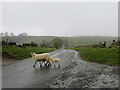 Escapees on the road at the entrance to Hangingmyre Farm