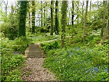 ST0519 : The Grove woodland garden at Holcombe Court, in  the parish of Holcombe Rogus by Marika Reinholds