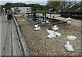 A happy afternoon at Longdown Activity Farm (f)