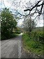 Road at Culm Pyne Barton