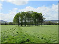 Trees in field