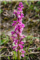 TQ2352 : Early Purple Orchid (Orchis mascula) by Ian Capper
