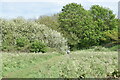 Path on Woolwich Common