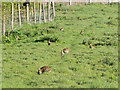 A family of rabbits at Debenham