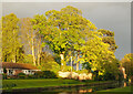 Sunlit Trees besides the Driffield Canal