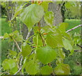 Leaves of black poplars by the Thames near Marlow