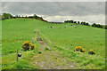 Cattle on a hillside, Syonfin