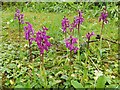 SS8308 : Early Purple Orchids by John P Reeves