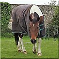 Horse near Michelgrove