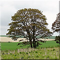 TQ0809 : Tree - and view to the NNE by Ian Cunliffe