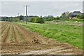 Westley: Potato crop