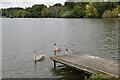 Young swans, Hedgecourt Lake