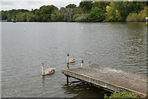 TQ3540 : Young swans, Hedgecourt Lake by N Chadwick