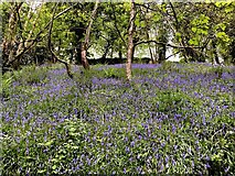 H4772 : Bluebells along the riverbank, Campsie by Kenneth  Allen