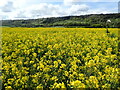 Oilseed rape field near Trottiscliffe