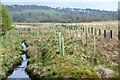NT1352 : Tree planting near the Lyne Water by Jim Barton
